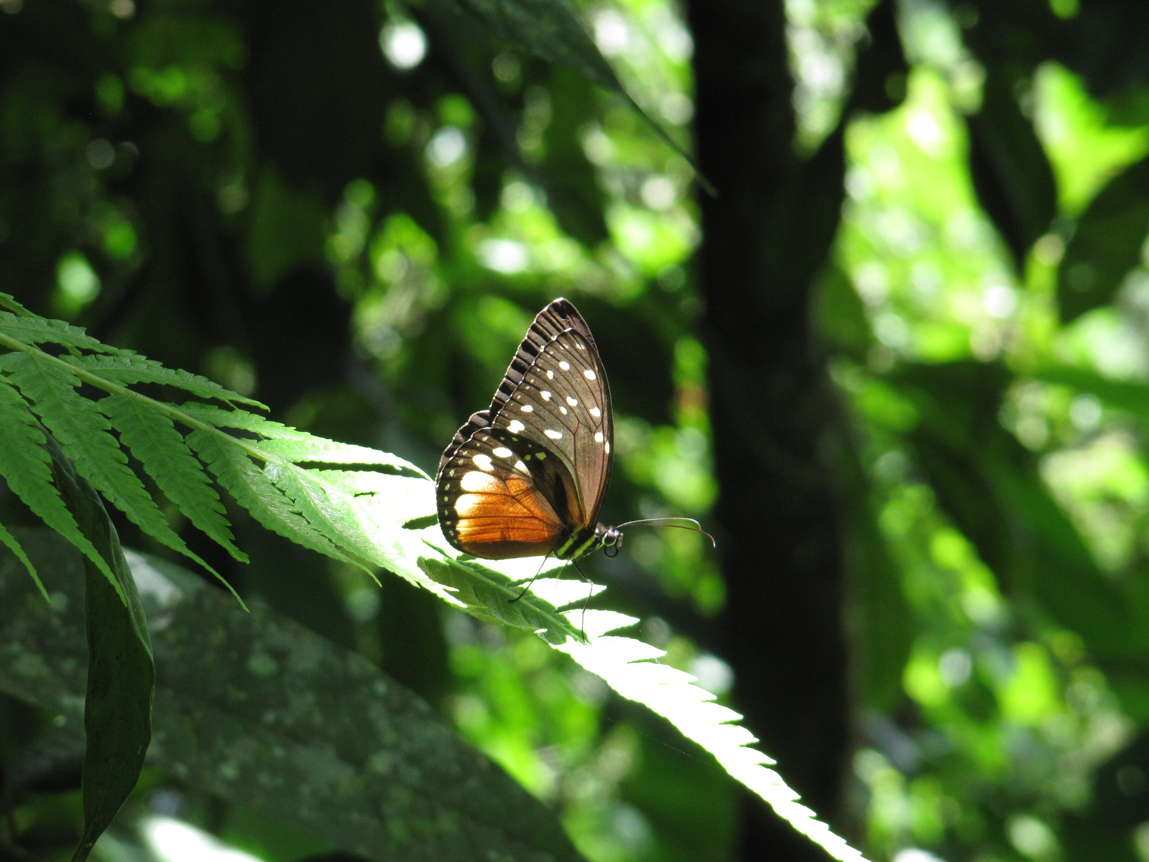 Copy of Copy of Butterfly-on-leaf-Andes-Colombia-Photo-Insect