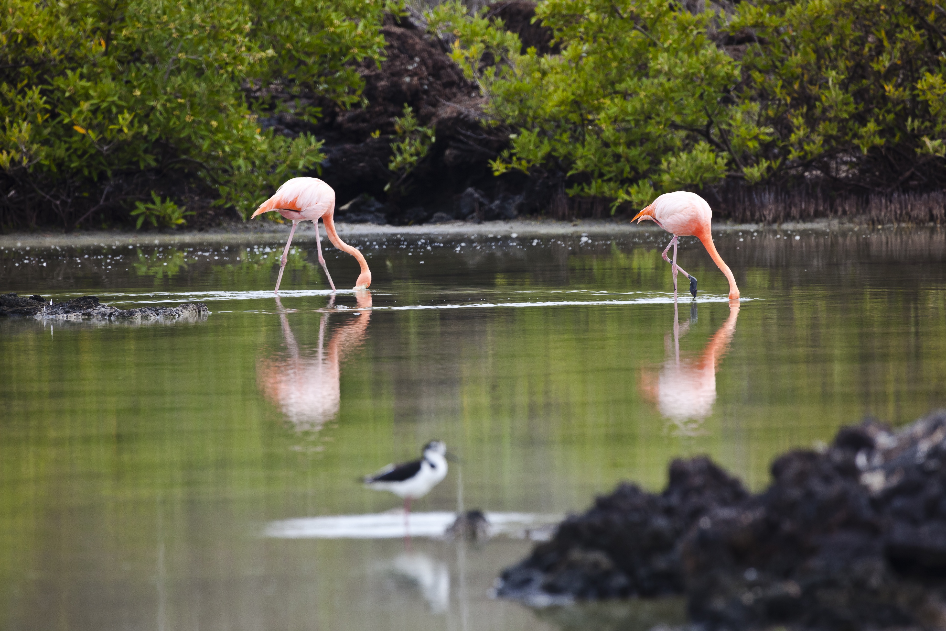 GPS. flamingos