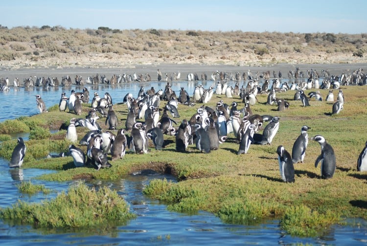 patagonai_bahiabustamante_group of penguins