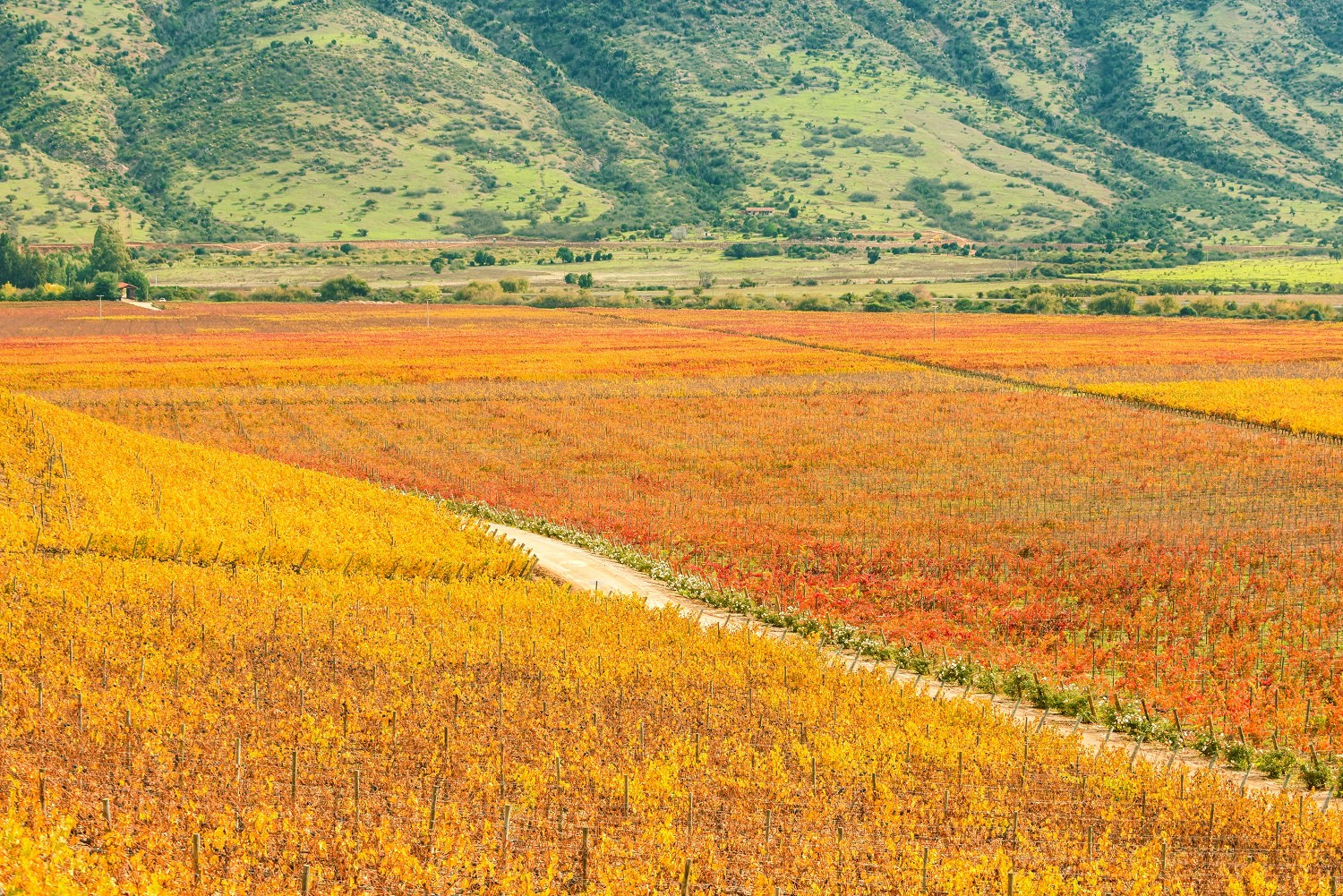 Colchagua Valley Chile