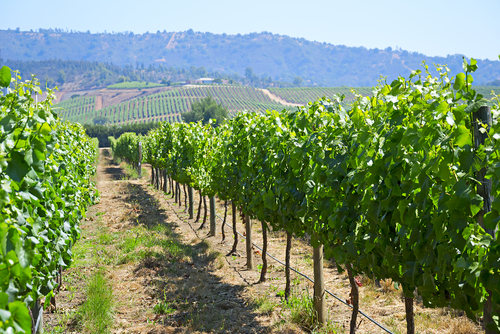 Maipo Valley Chile 