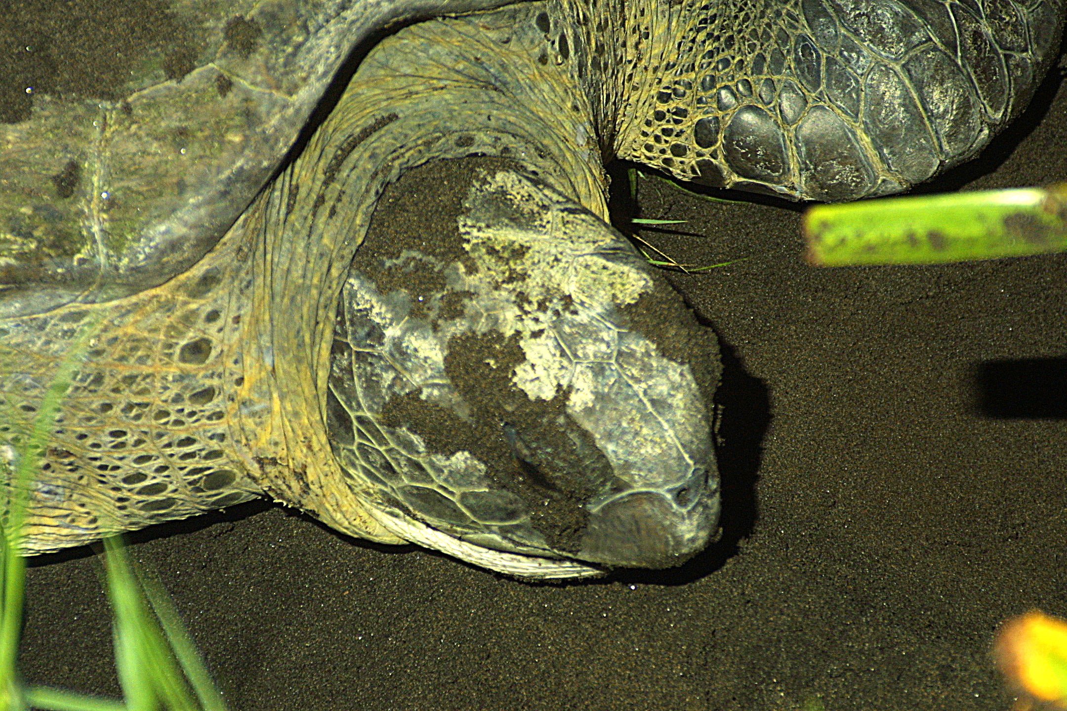 turtle head close up