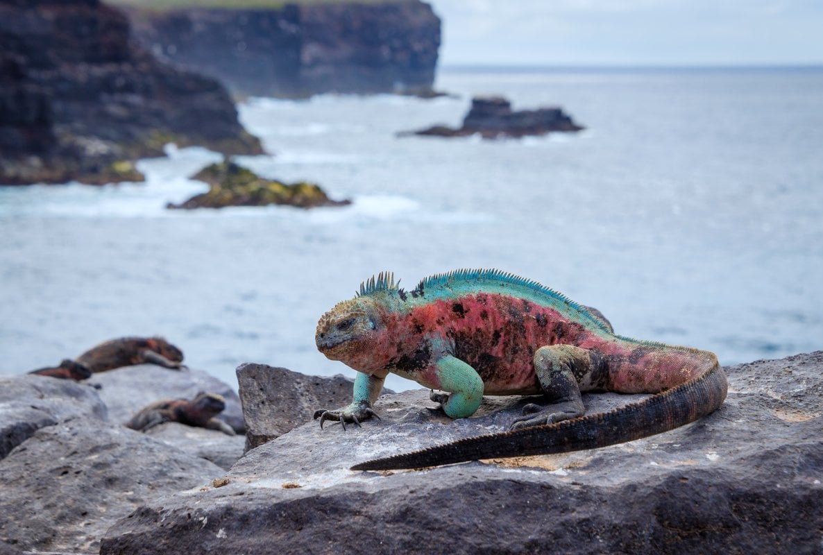 galapagos-espanola-island-punta-suarez-marine-iguana