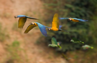 peru_tambopata_researchcenter_parrots in flight_use