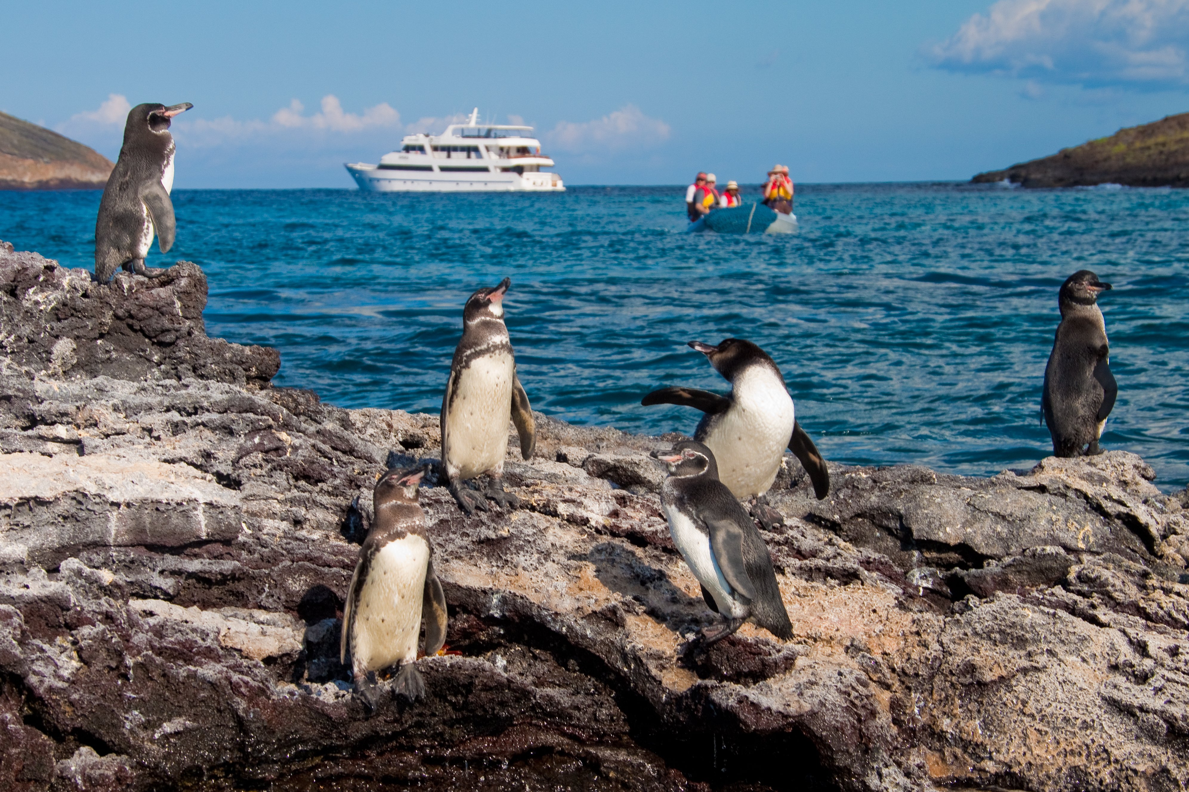 Sea Star Journey (Pinguinos) (1)