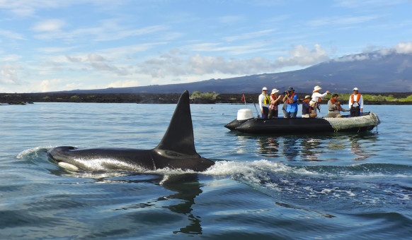 __whale watching