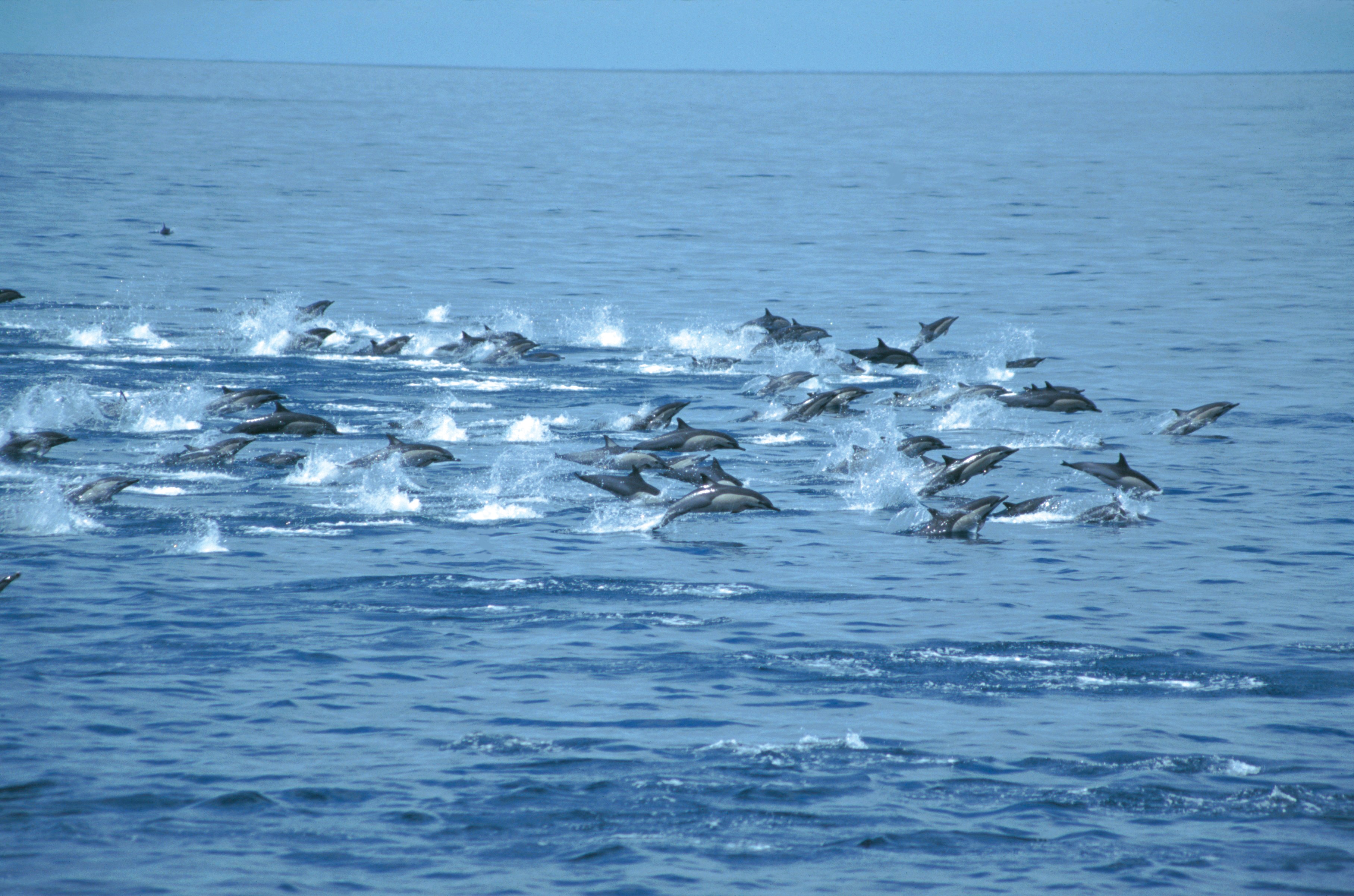 dolphins