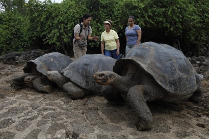 galapagos_ktpartners_large tortoise