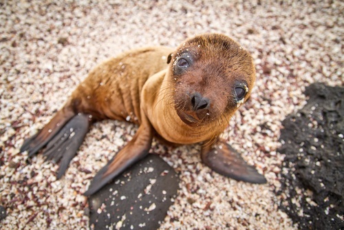 gps sea lion pup