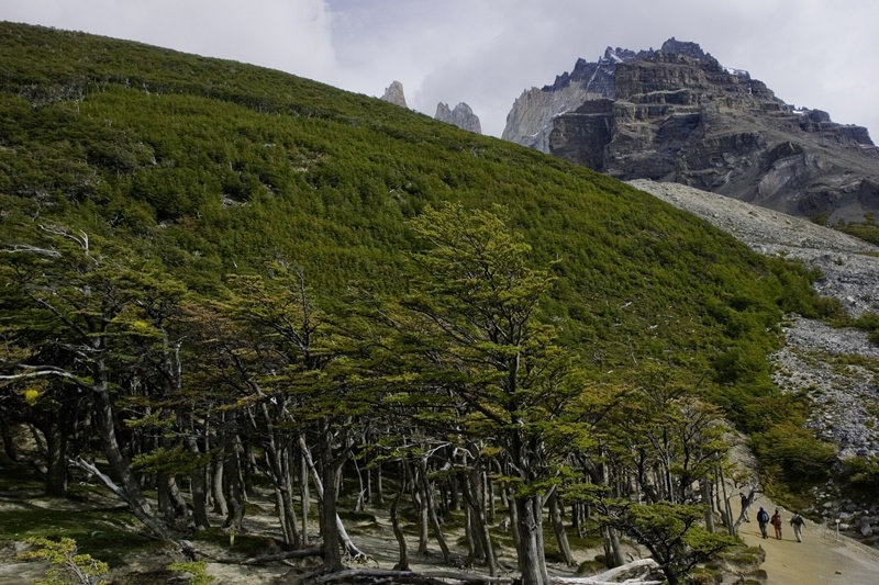 patagonia_las torres_hillside trees