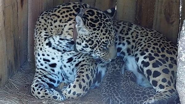 The mother jaguar and her cubs. (National Geographic)