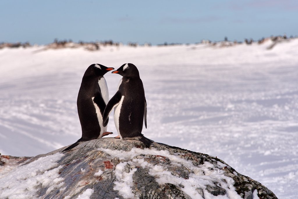gentoo-penguins