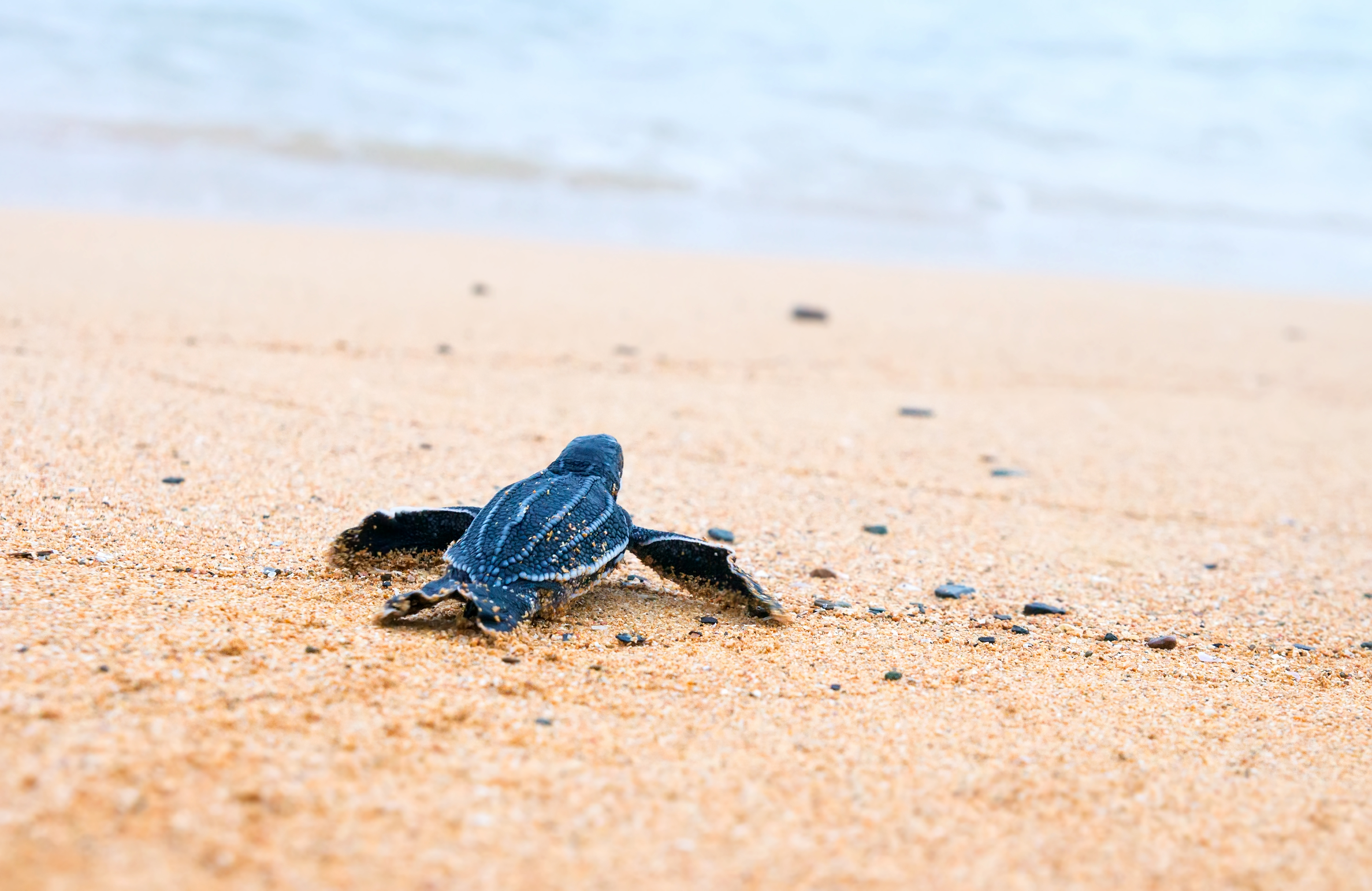 Leatherback Turtle