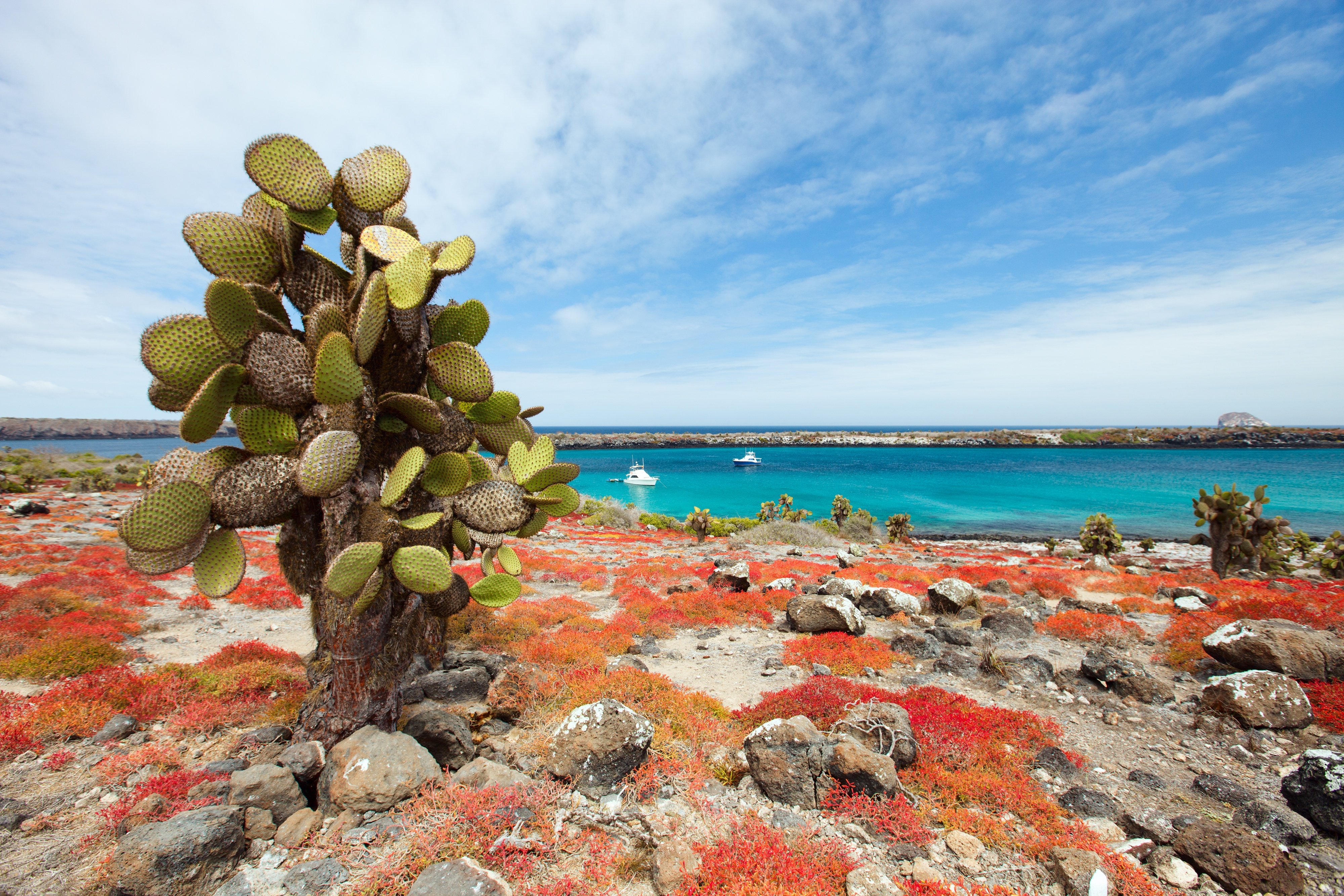 Cactus on Galapagos Islands