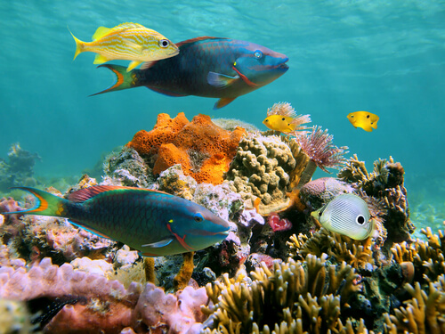 Dive Sites near Ambergris Caye, Belize